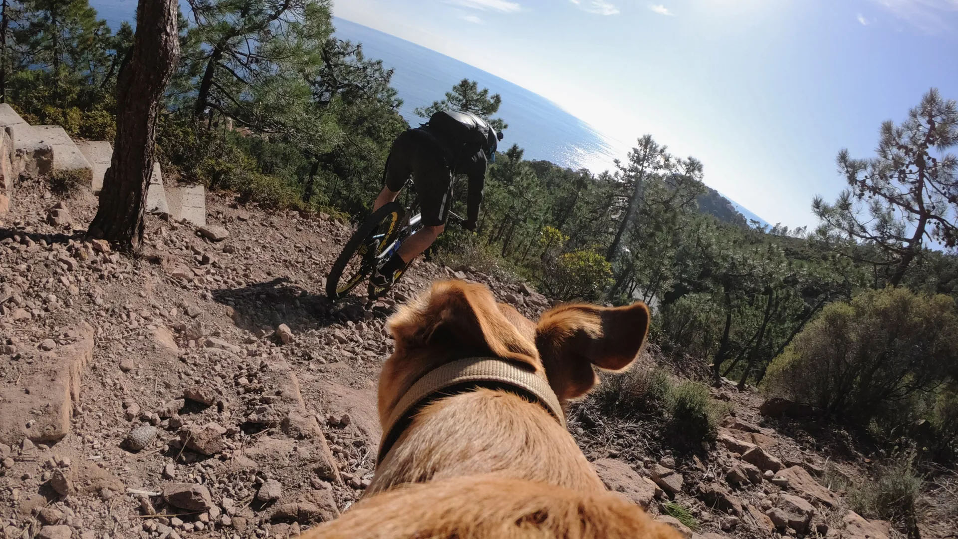 مانت اتصال گوپرو به حیوانات - GOPRO Fetch Dog Harness/ایران گوپرو